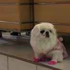 Dog with makeup and dress-up clothes